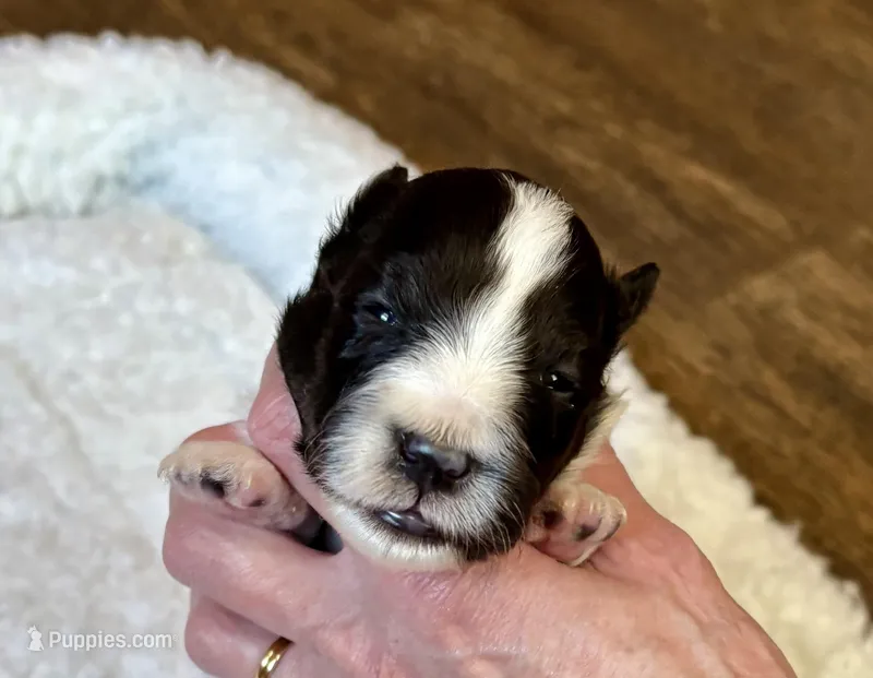 Bi black female , a female Shetland Sheepdog for sale in Oakland, MD – Photo 1 of 6