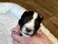 Bi black female , a female Shetland Sheepdog for sale in Oakland, MD – Photo 1 of 6