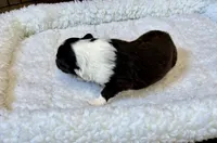 Bi black female , a female Shetland Sheepdog for sale in Oakland, MD – Photo 3 of 6