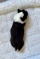 Bi black female , a female Shetland Sheepdog for sale in Oakland, MD – Photo 2 of 6