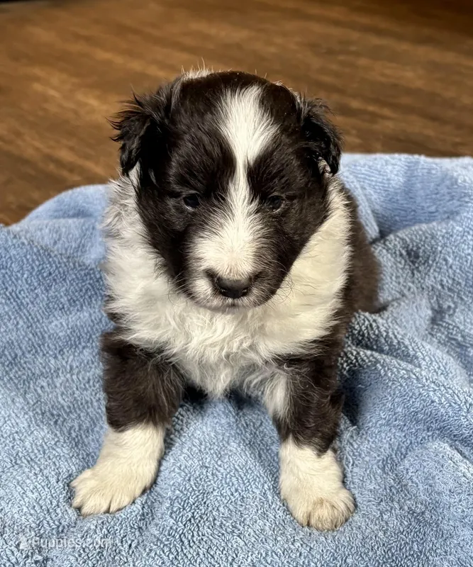 Bi black female  – Shetland Sheepdog puppy for sale in Oakland, MD
