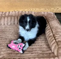 Claire, a female Shetland Sheepdog for sale in Oakland, MD – Photo 2 of 6