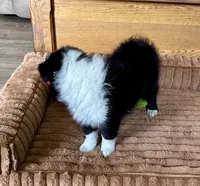 Claire, a female Shetland Sheepdog for sale in Oakland, MD – Photo 4 of 6