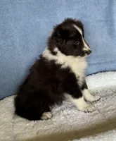 Bi blk female , a female Shetland Sheepdog for sale in Oakland, MD – Photo 3 of 6