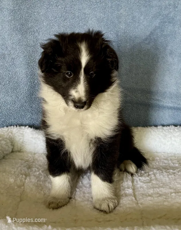 Bi blk female  – Shetland Sheepdog puppy for sale in Oakland, MD