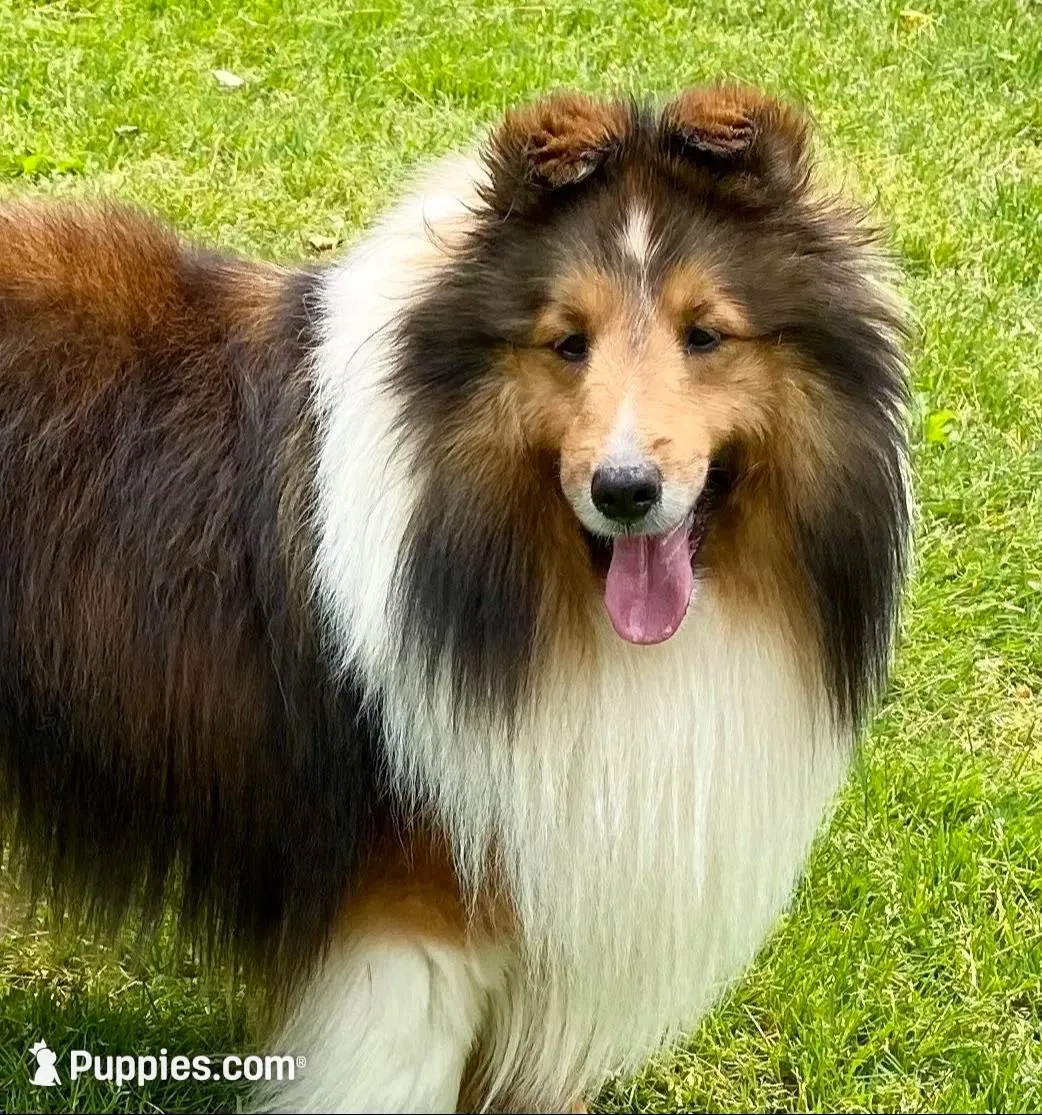 Claire, a female Shetland Sheepdog for sale in Oakland, MD – Photo 6 of 6