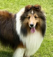 Bi blk female , a female Shetland Sheepdog for sale in Oakland, MD – Photo 5 of 6