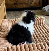 Claire, a female Shetland Sheepdog for sale in Oakland, MD – Photo 3 of 6