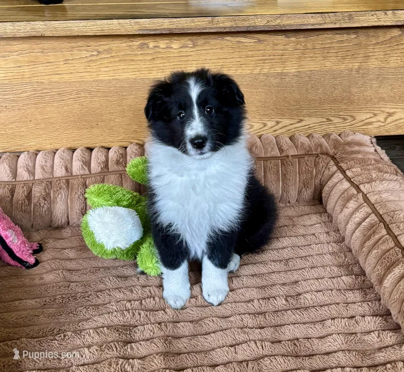 Claire, a female Shetland Sheepdog for sale in Oakland, MD – Photo 1 of 6