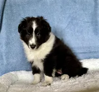 Bi blk female , a female Shetland Sheepdog for sale in Oakland, MD – Photo 4 of 6