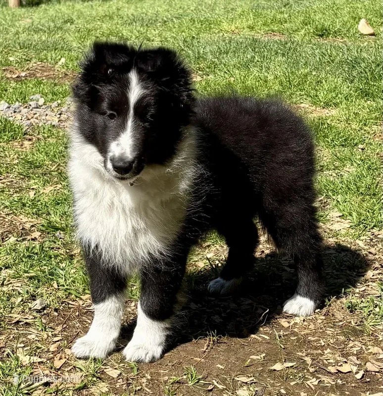 Claire – Shetland Sheepdog puppy for sale in Oakland, MD