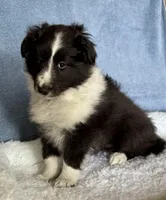 Bi blk female , a female Shetland Sheepdog for sale in Oakland, MD – Photo 2 of 6