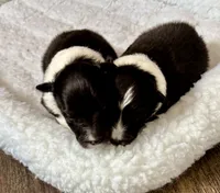 Bi black male, a male Shetland Sheepdog for sale in Oakland, MD – Photo 3 of 6