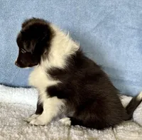 Bi black male, a male Shetland Sheepdog for sale in Oakland, MD – Photo 2 of 7