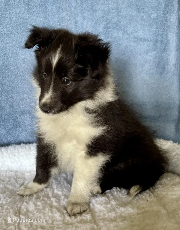 Bi black male – Shetland Sheepdog puppy for sale in Oakland, MD