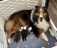 Bi black male, a male Shetland Sheepdog for sale in Oakland, MD – Photo 4 of 6