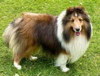 Bi black male, a male Shetland Sheepdog for sale in Oakland, MD – Photo 5 of 6