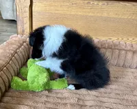 Ian, a male Shetland Sheepdog for sale in Oakland, MD – Photo 2 of 5