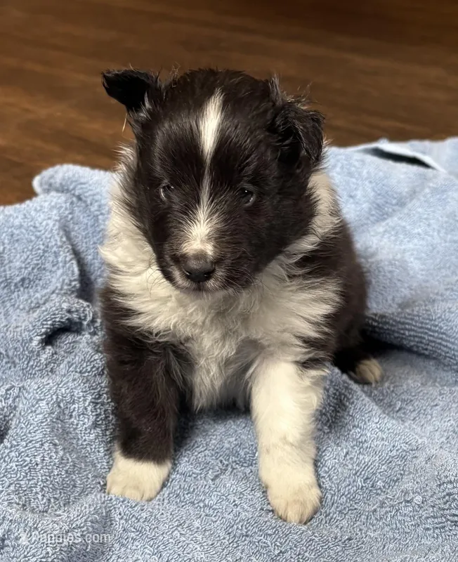 Bi black male – Shetland Sheepdog puppy for sale in Oakland, MD