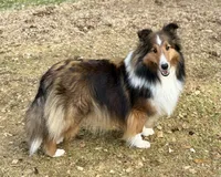 Bi black male, a male Shetland Sheepdog for sale in Oakland, MD – Photo 6 of 6