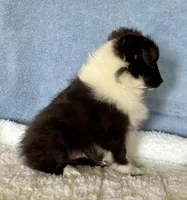 Bi black male, a male Shetland Sheepdog for sale in Oakland, MD – Photo 4 of 7