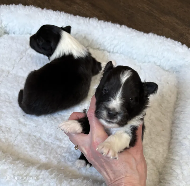 Bi black male, a male Shetland Sheepdog for sale in Oakland, MD – Photo 1 of 6