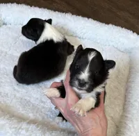 Bi black male, a male Shetland Sheepdog for sale in Oakland, MD – Photo 1 of 6