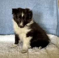 Bi black male, a male Shetland Sheepdog for sale in Oakland, MD – Photo 3 of 7