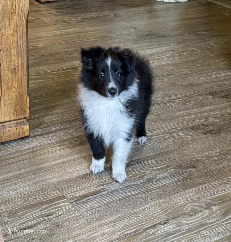 Ian – Shetland Sheepdog puppy for sale in Oakland, MD