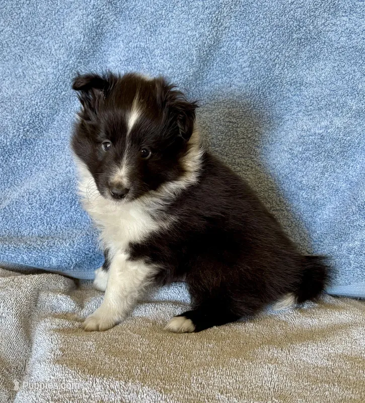 Bi black male – Shetland Sheepdog puppy for sale in Oakland, MD