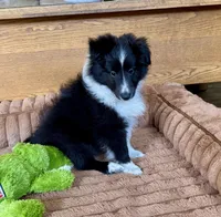 Ian, a male Shetland Sheepdog for sale in Oakland, MD – Photo 3 of 5