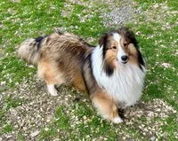 Murphy, a male Shetland Sheepdog for sale in Oakland, MD – Photo 5 of 5