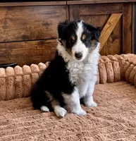 Murphy, a male Shetland Sheepdog for sale in Oakland, MD – Photo 2 of 5