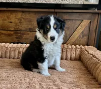 Murphy, a male Shetland Sheepdog for sale in Oakland, MD – Photo 1 of 5