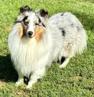 Murphy, a male Shetland Sheepdog for sale in Oakland, MD – Photo 4 of 5