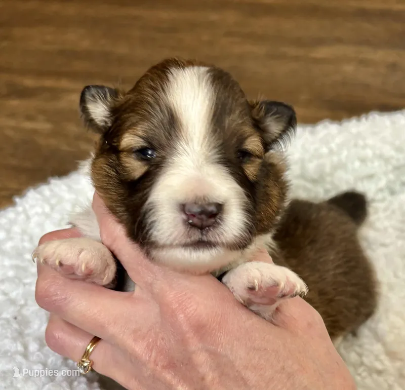 Sable female , a female Shetland Sheepdog for sale in Oakland, MD – Photo 1 of 5