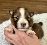 Sable female , a female Shetland Sheepdog for sale in Oakland, MD – Photo 1 of 5