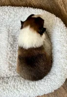 Sable female , a female Shetland Sheepdog for sale in Oakland, MD – Photo 2 of 5