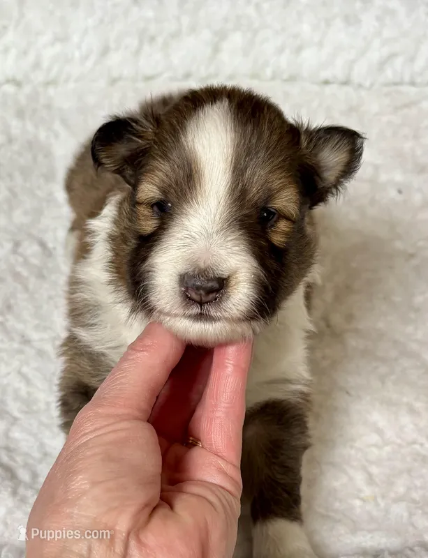 Sable female  – Shetland Sheepdog puppy for sale in Oakland, MD