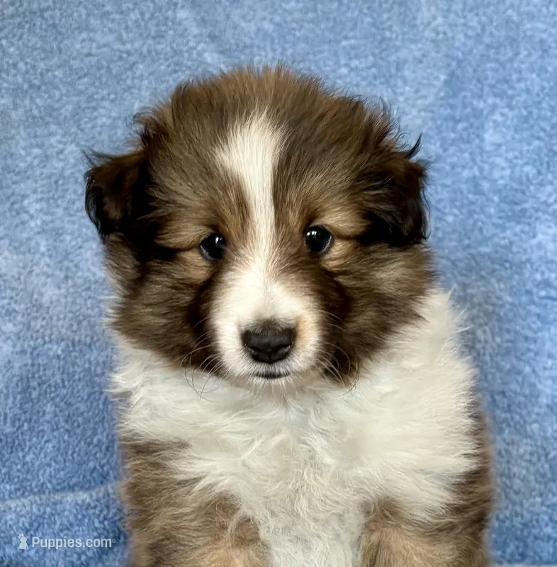 Sable female  – Shetland Sheepdog puppy for sale in Oakland, MD