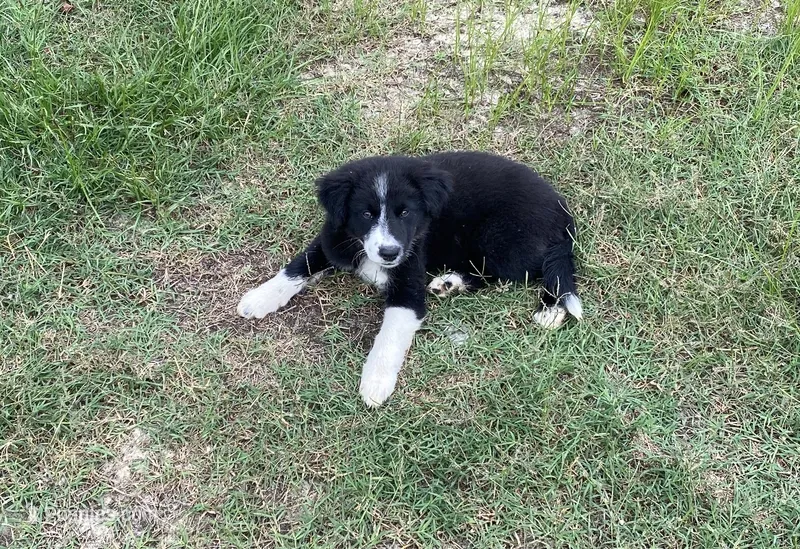 Goose – Border Collie puppy for sale in Albany, GA