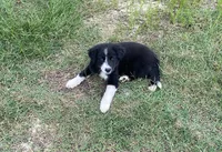 Goose, a female Border Collie for sale in Albany, GA – 1 of 1