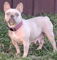 Emma Blue&Cream mearle, a female French Bulldog for sale in Gadsden, AL – 1 of 1