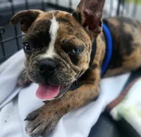 Skylar , a male Frenchton for sale in Gadsden, AL – 2 of 5