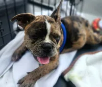 Skylar , a male Frenchton for sale in Gadsden, AL – 3 of 5