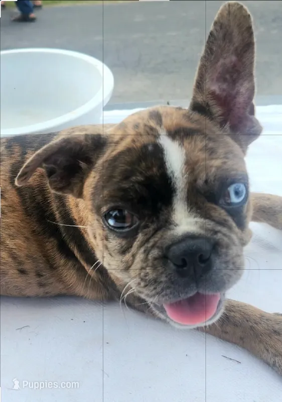 Skylar  – Frenchton puppy for sale in Gadsden, AL