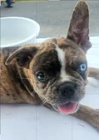 Skylar , a male Frenchton for sale in Gadsden, AL – 1 of 5