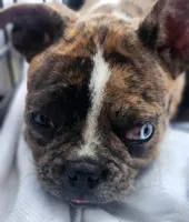 Skylar , a male Frenchton for sale in Gadsden, AL – 4 of 5