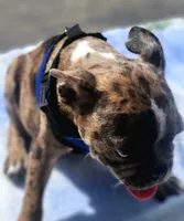 Skylar , a male Frenchton for sale in Gadsden, AL – 5 of 5
