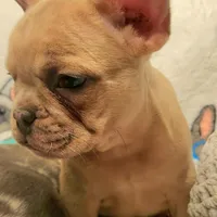 Ivory – Blue Cream Merle, a female French Bulldog for sale in Gadsden, AL – Photo 5 of 7